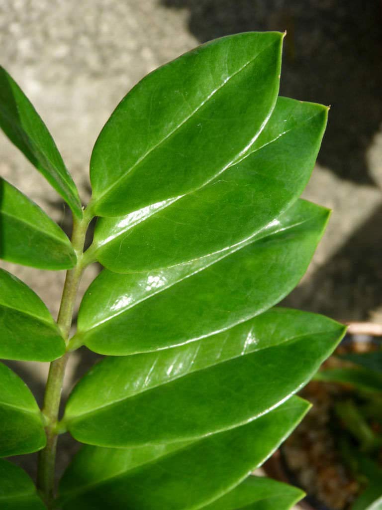 ZZ Plant - Live Plant in a 6 Inch Pot - Zamioculcas Zamiifolia - Beautiful Easy to Grow Air Purifying Indoor Plant