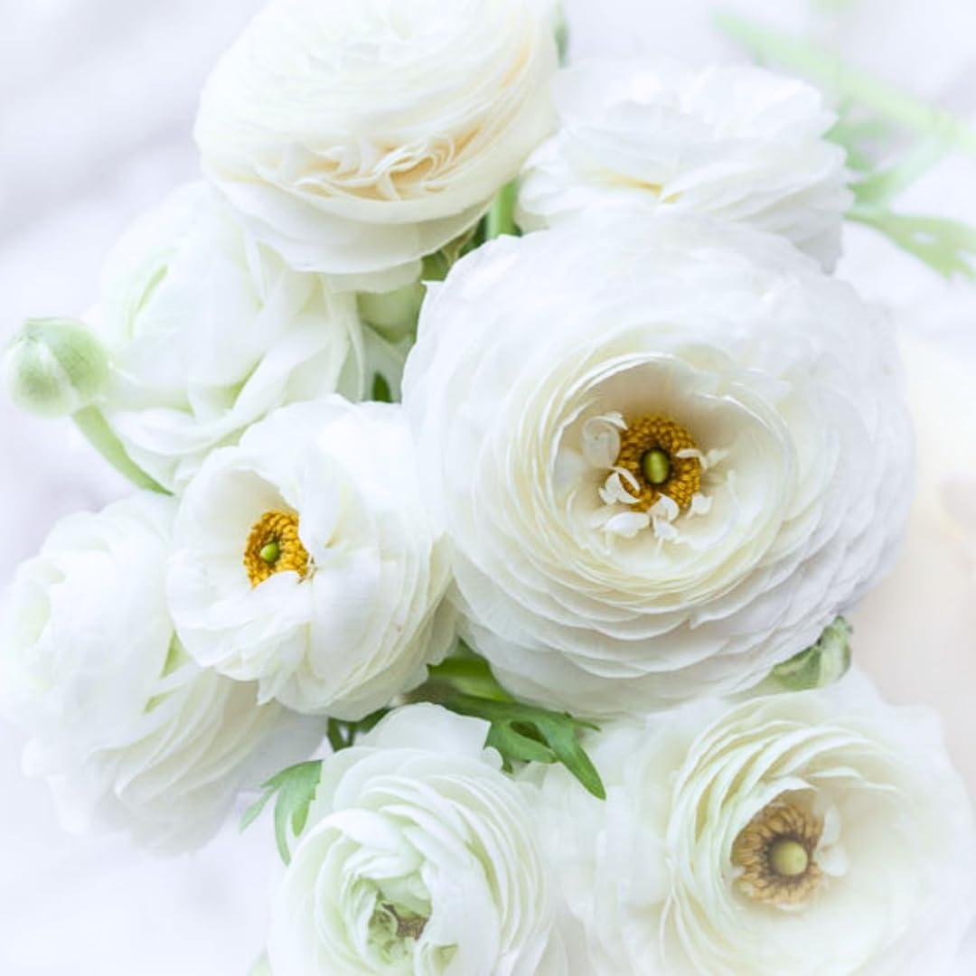 25 Ranunculus Bulbs for Spring Planting, Perennial Flowers Bulbs for Gardens, Vibrant Peony Buttercup Corms for Outdoor Borders (White Ranunculus)