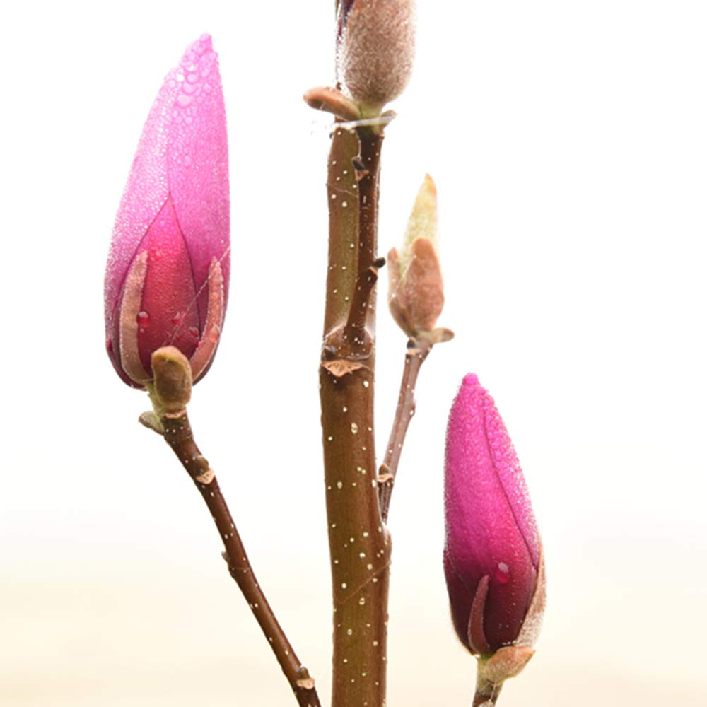 Perfect Plants Ann Magnolia Live Plant, 1 Gallon, Includes Care Guide