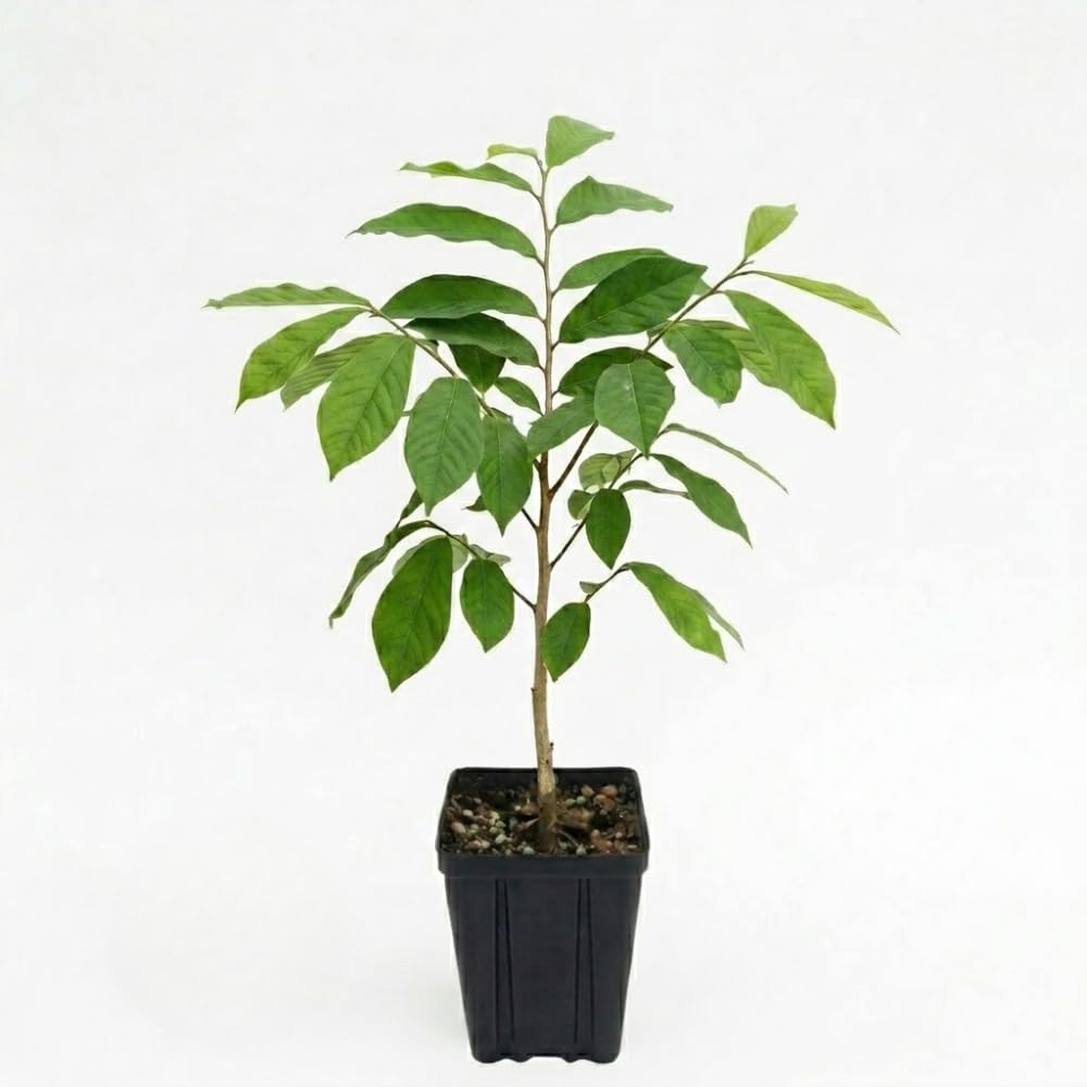 Pawpaw Tree Live Plant for Planting in Quart Pot, 12 to 18 Inch Tall, Easy Care Tropical-Style Fruit Plant for Sunny Outdoor Spots
