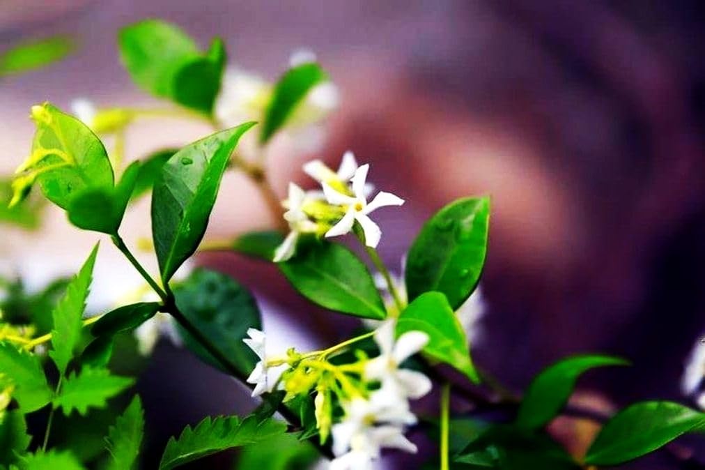 Rare Scented Jasmine Flower Easy to Grow 5g Seeds
