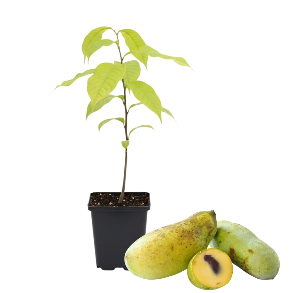 Pawpaw Tree Live Plant, 6 to 12 Inch Tall, Quart Pot, Hardy Perennial Paw Paw Tree Fruit Plants, Dormant in Winter