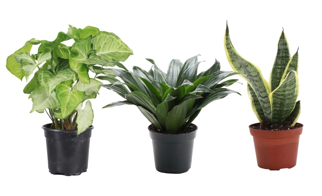 Thorsen's Greenhouse Live Low Light Houseplants (3 Pack), Easy to Grow Indoor Plants, Grower's Choice Bundle, 4-inch Diameter Established Plants, Nursery Pot (3-Pack)