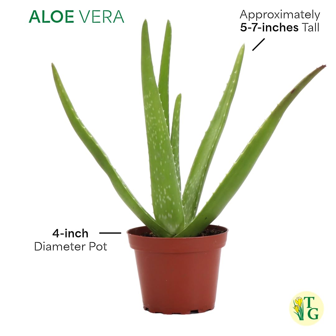 Thorsen's Greenhouse Aloe Vera, Live Indoor Plant, Aloe barbadensis, Easy to Grow, Succulent, Natural Air Purifier, 4" Diameter Pot (Copper)