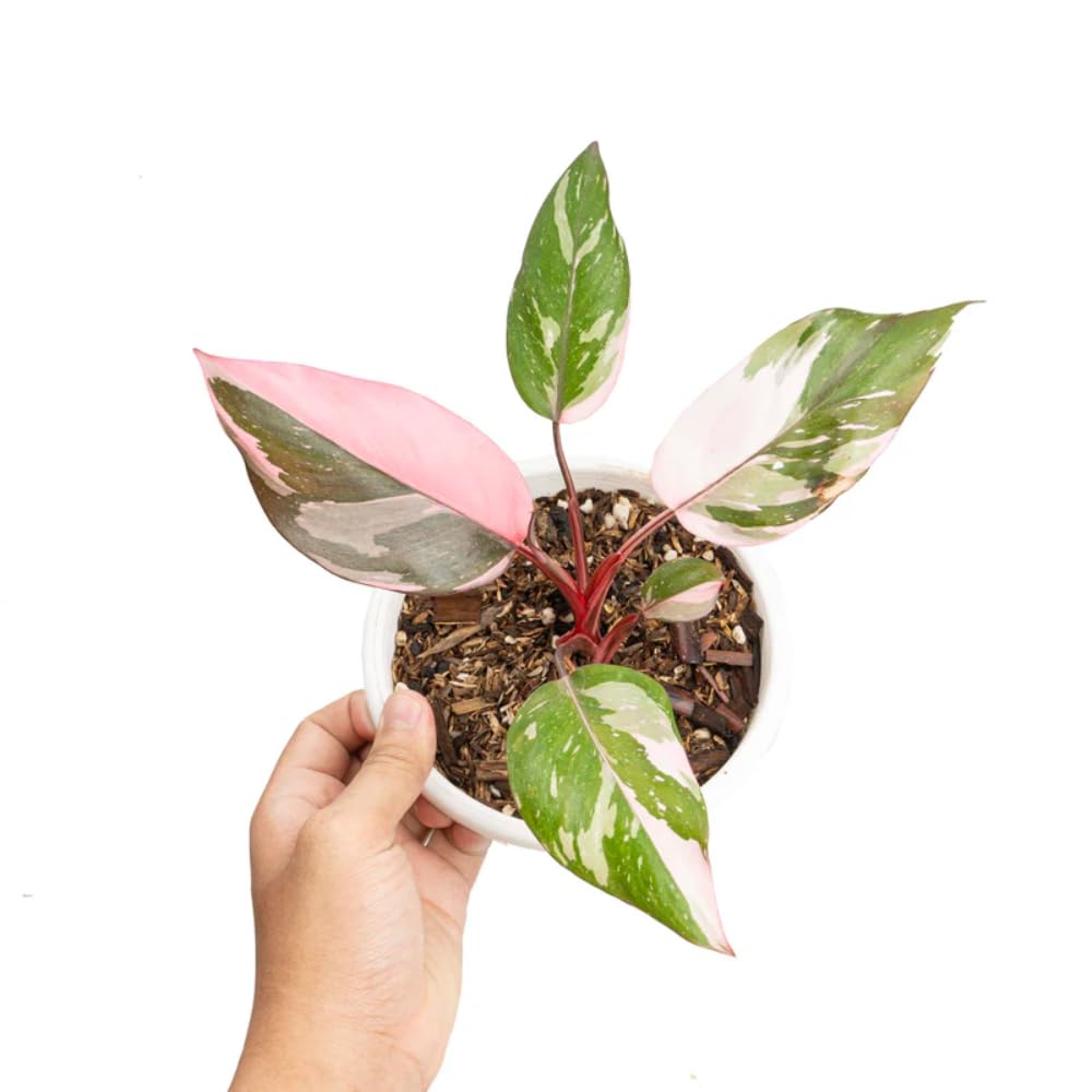 Princess Philodendron Live Plant, Rare Variegated Houseplant 5-8 Inch Tall, Indoor Live Plant for Home or Office Decor, No Pot (Pink Philodendron)