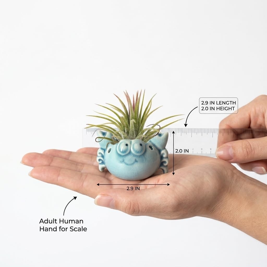 Gniliny Ceramic Crab Air Plant Holder - Cute Succulent Tillandsia Stand, Mini Desktop Airplant Display Decoration for Home Office Windowsill, Small Plant Pot for Indoor Plants