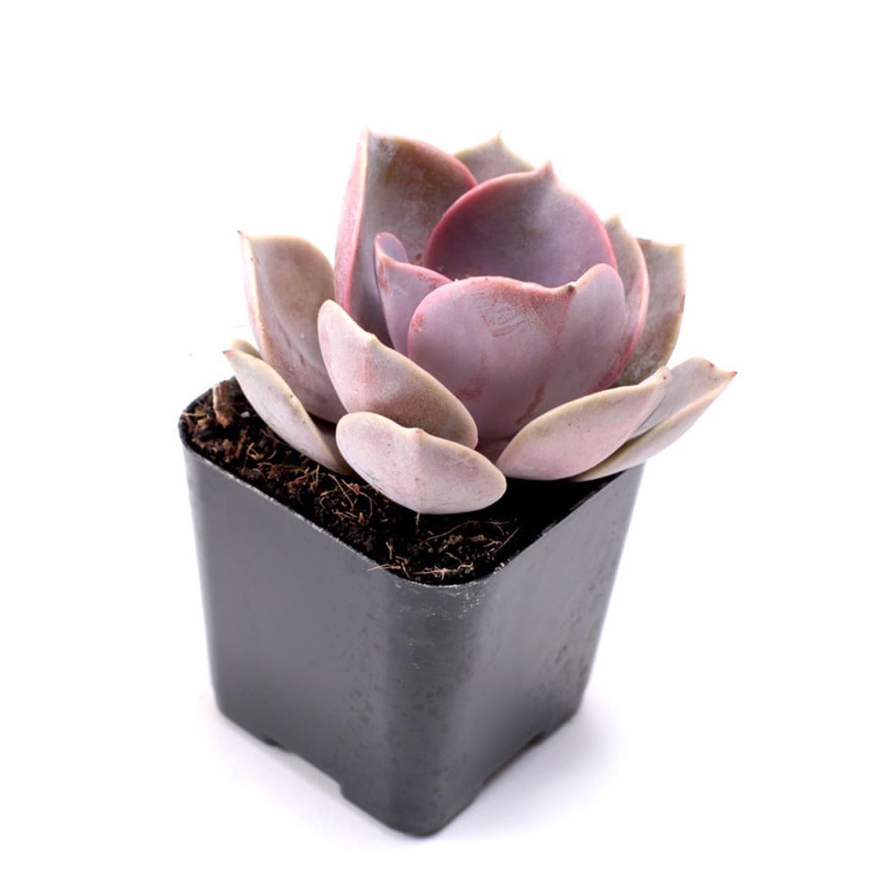 Mountain Crest Gardens Ultimate Succulent Variety Pack - 6 Unique Live Plants, Rooted in 2 inch Pots - Indoor/Outdoor Real Succulents for Garden Decor, Favors, DIY Arrangements