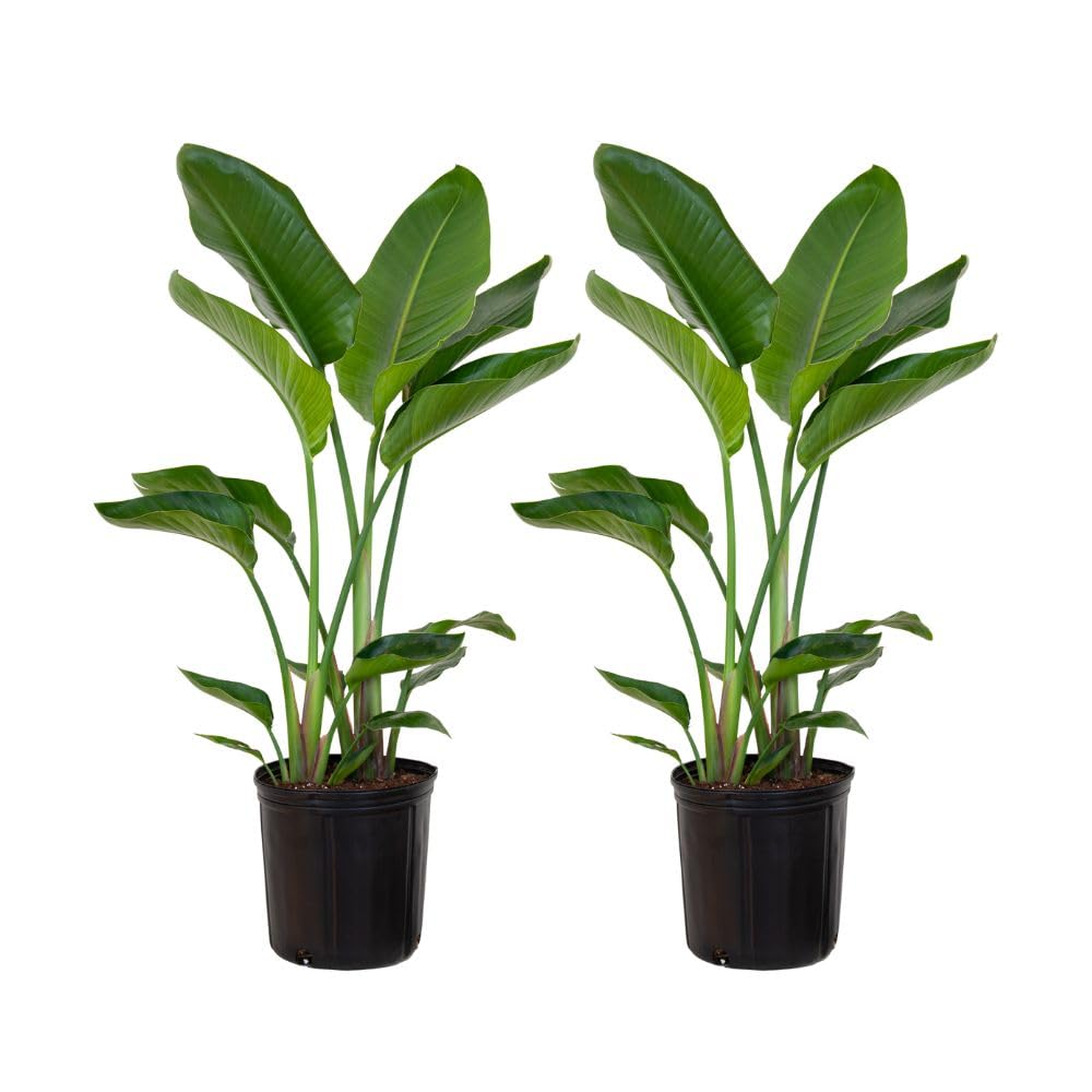 United Nursery White Bird of Paradise Bundle 2-Pack Large 32-36 inches Tall Live Indoor Tropical Plants 10-Inch Plant Pot, Strelitzia Nicolai Air Purifying Floor Plants for Office and Home Decor
