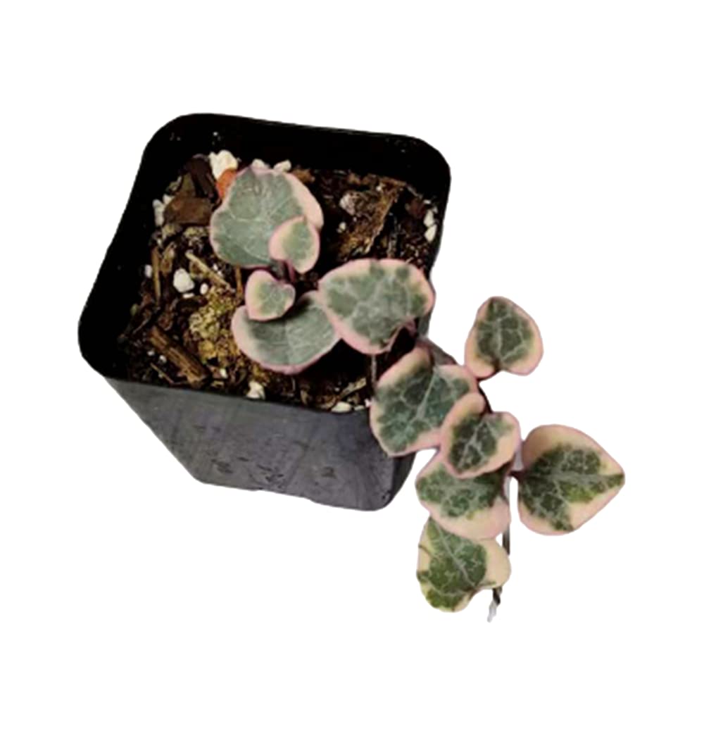 Rare Live Trailing Plants String of Hearts Variegated (2" Pot)