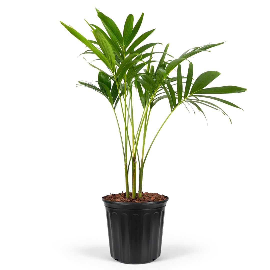 Christmas Palm Triple Tree - Tropical Adonidia Merrillii (Veitchia merrillii), Evergreen Low Maintenance Accent Live Plant for Gardens & Patios, Ideal for Indoor & Outdoor Spaces (1gal Pot, 1-2ft)