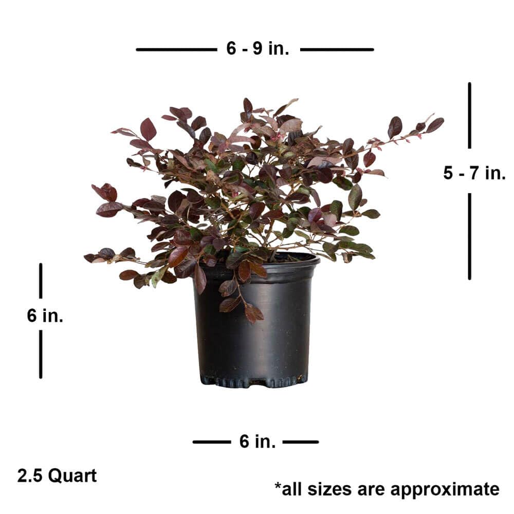 Ruby Loropetalum 'Chinese Fringe Flower' 2.5 Quart - Live Outdoor Evergreen Shrub - Pink Flowering Hedge