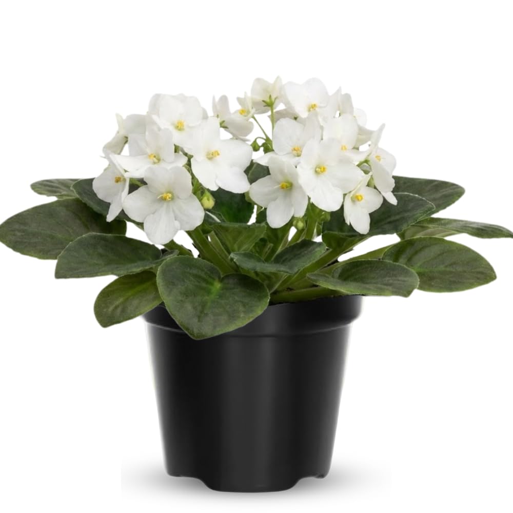 African Violet Live Plant in 4 Inch Pot, Flowering Houseplant, Easy Care Indoor Plant with Vibrant Blooms (White African Violet)