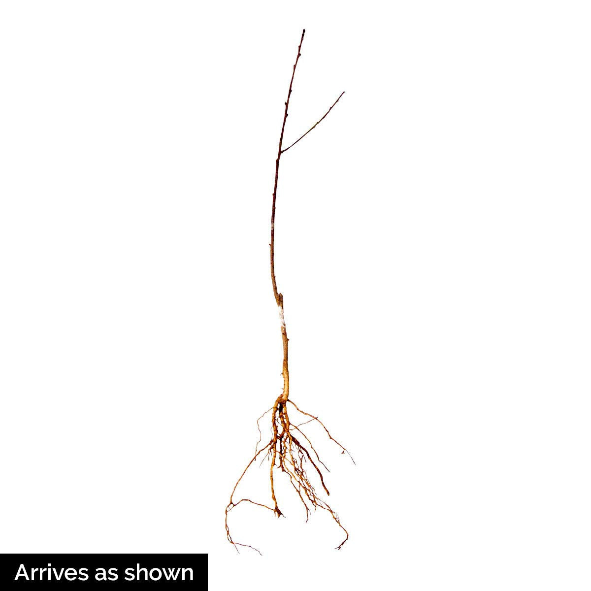 GURNEY'S - Red Haven Peach Dormant Bare Root Starter Fruit Tree - Due to restrictions Can't Ship to CA, CO, ID, MT, OR, or WA