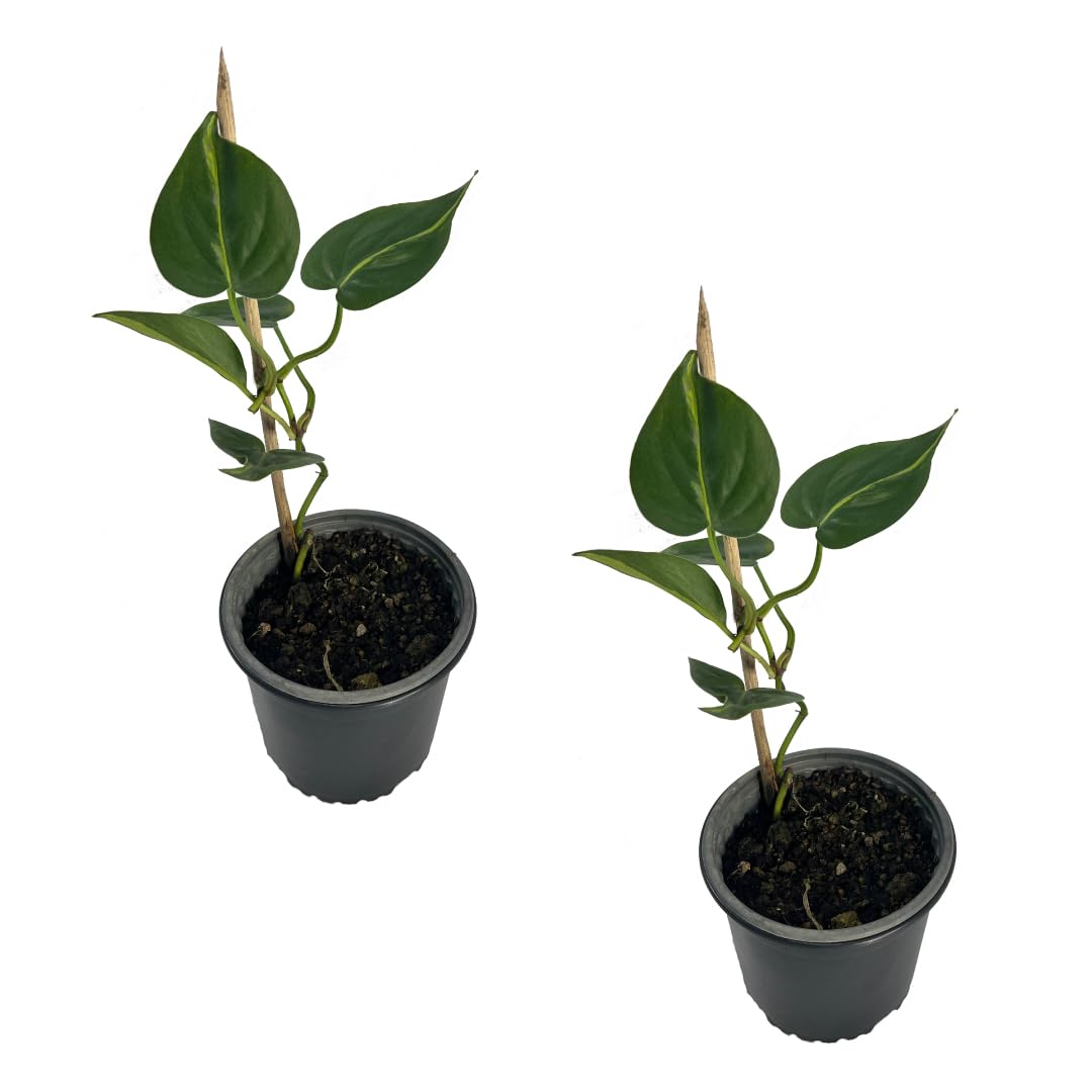 LEAL PLANTS ECUADOR Philodendron Brazil (Pack of 2)|Golden Pothos Brazil| Jade Pothos Brazilian Live Houseplants, Perfect for Home Decor, Unique Gift for Plant Lovers