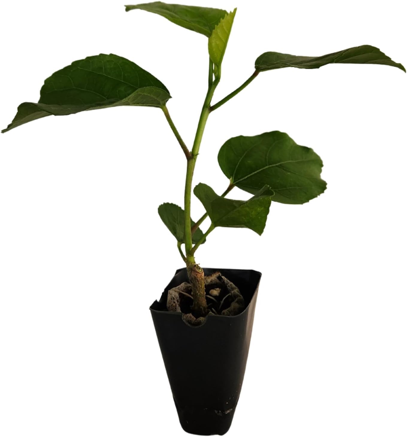 Hibiscus Cajun Color Live Plant – Tropical Flowering Shrub – BlackBerry Jam Starter Plant Hibiscus Hybrid for Garden or Patio – Exotic Flowers, Hibiscus Starter Plant