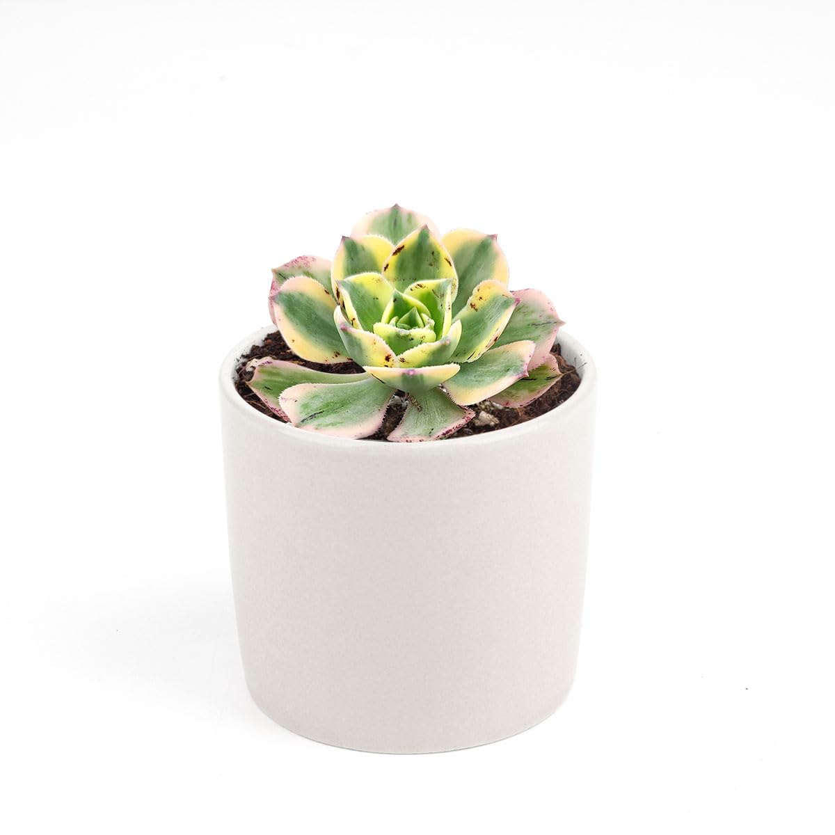 Aeonium Sunburst Copper Pinwheel - Live Succulent Plant, 4 Inch Pot, Variegated Green Yellow Rosette Leaves with Pink Edges, Easy to Care Plant for Home Garden Decor, Plant Gifts (Plastic Pot, 4 Inch)