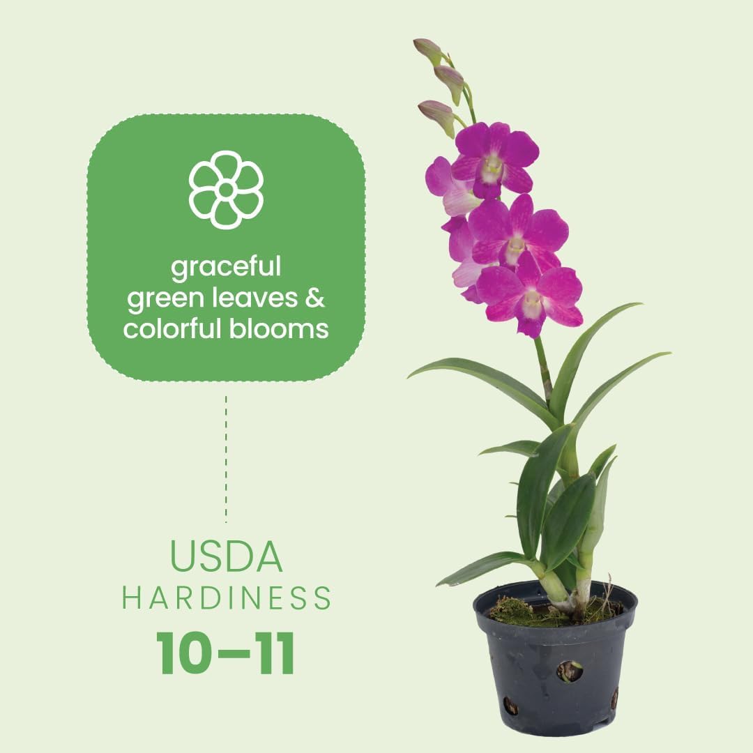 American Plant Exchange Dendrobium Orchid – Live 4-Inch Potted Flowering Plant, Easy-Care Tropical Houseplant with Elegant Blooms for Indoor Home, Office, Windowsills & Gift Décor