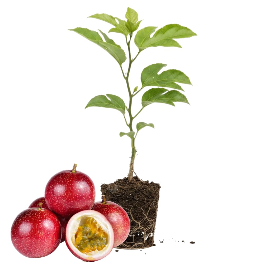 Red Passion Fruit Plant Live, Tropical Fruit Vine for Planting, 5-10" Tall, Sweet Edible Fruits, Passionfruit Seedling