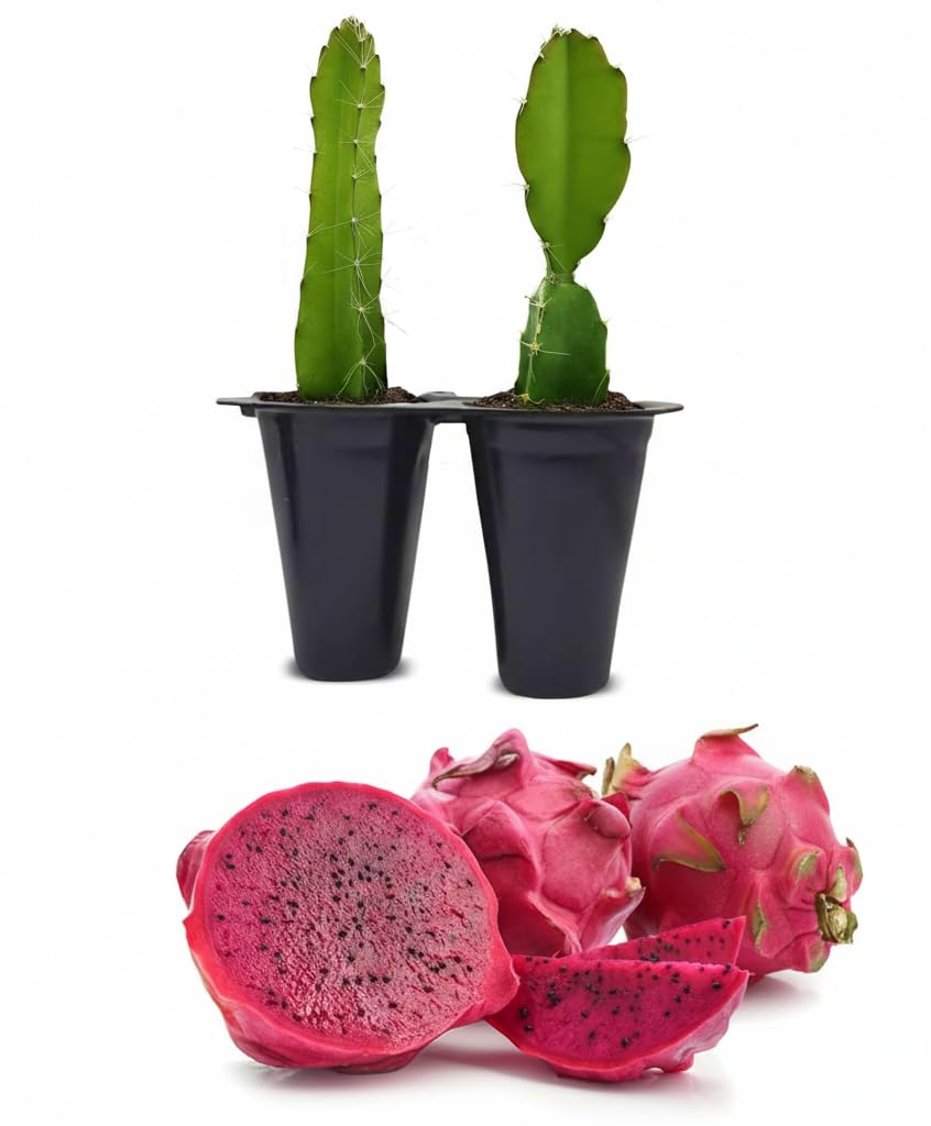2 Edgar Dragon Fruit Plants (Hylocereus sp.) - Live Rooted Starters (4-6 Inches) - Sweet Red Flesh Pitaya Cactus - Self-Pollinating Vine for Home Gardens