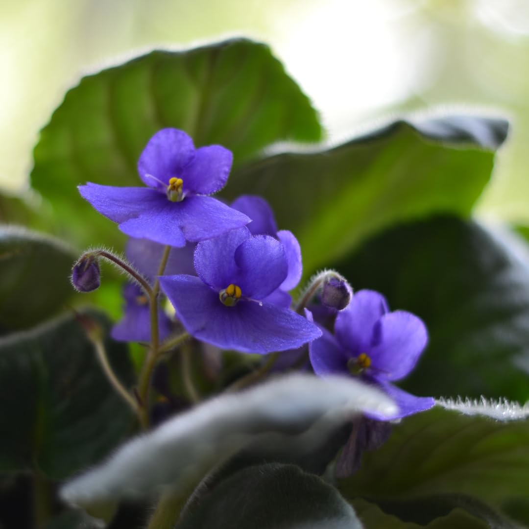 Light Blue African Violet Live Plant, 4 Inch Pot African Violets Live Plants, Violets Flowers Houseplants, Perennial Flowering Violet Plant Indoor Garden