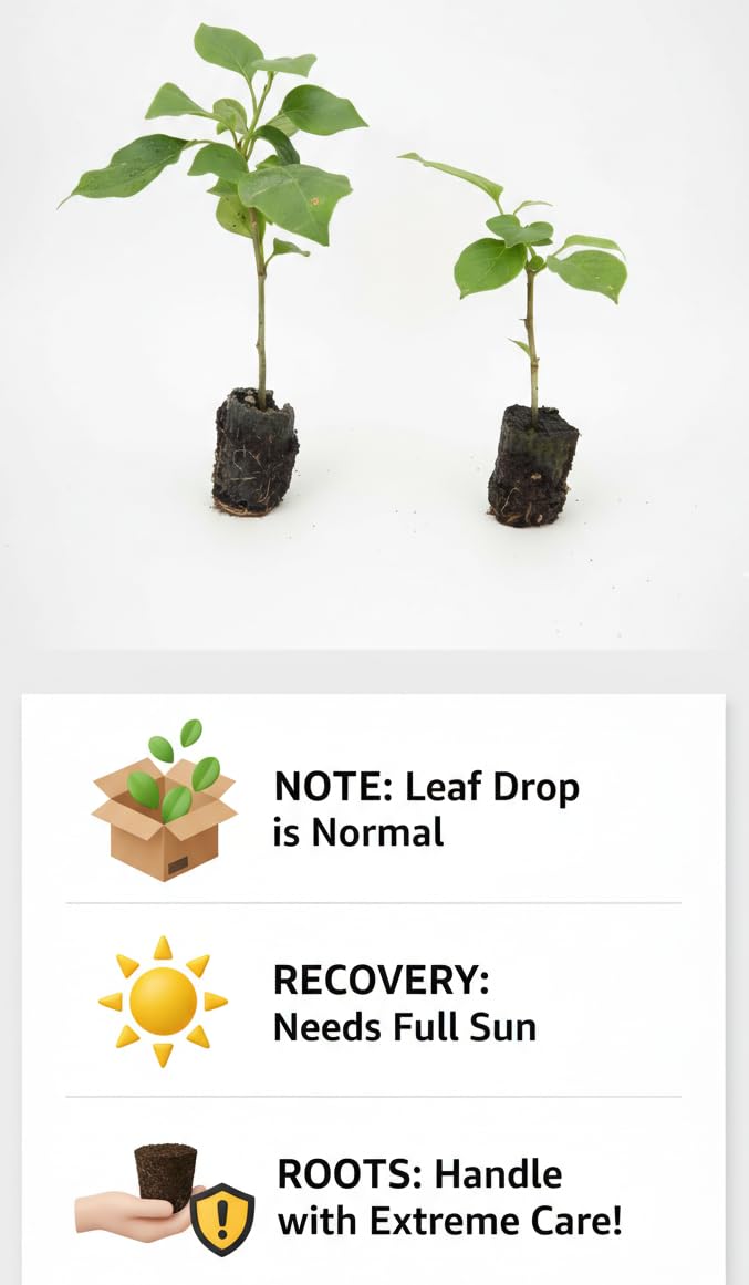 2 Bougainvillea 'Sundown' Plants - Live Rooted Starters (4-6 Inches) - Apricot-Orange to Salmon Blooms - Color Changing Tropical Vine for Trellis & Fences