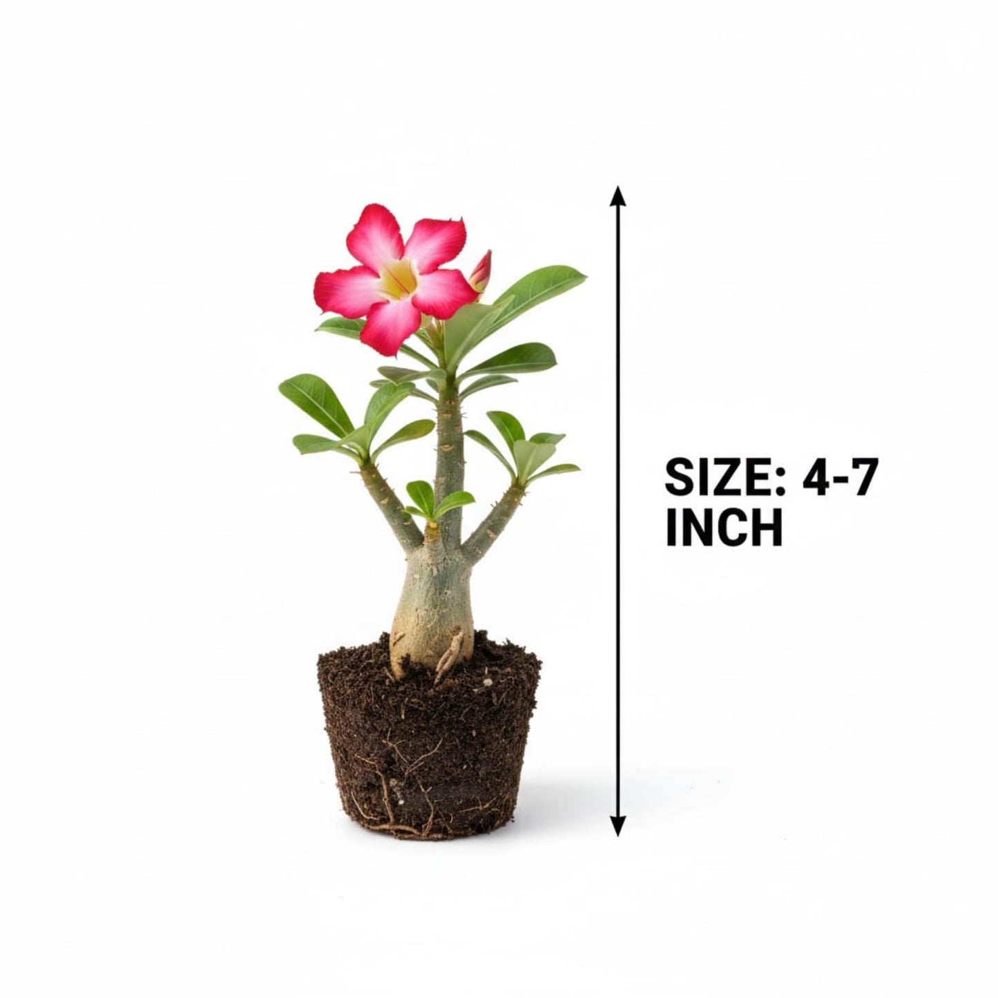 Desert Rose Live Plant, Adenium Desert Rose 4-8'' Tall, Hardy Flowering Succulent for Indoor Outdoor Gardens (Red Flowers)