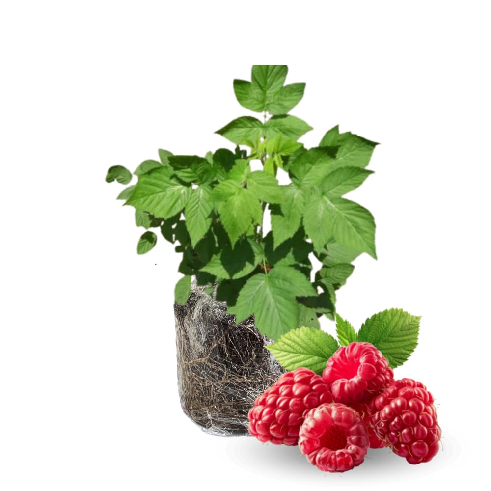 Caroline Red Everbearing Raspberry Bush Plant Live, Cold Hardy, Raspberries Plants Established Roots Live for Planting, 1 Plant 5-9 Inc Tall, No Pot