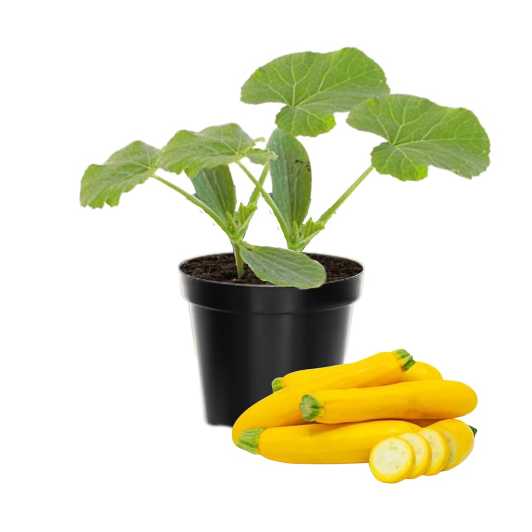 Set 2 Zucchini Plants Live for Planting, Squash Plants Pot 4 Inc, Yellow Vegetable Plants Live Indoor Outdoor