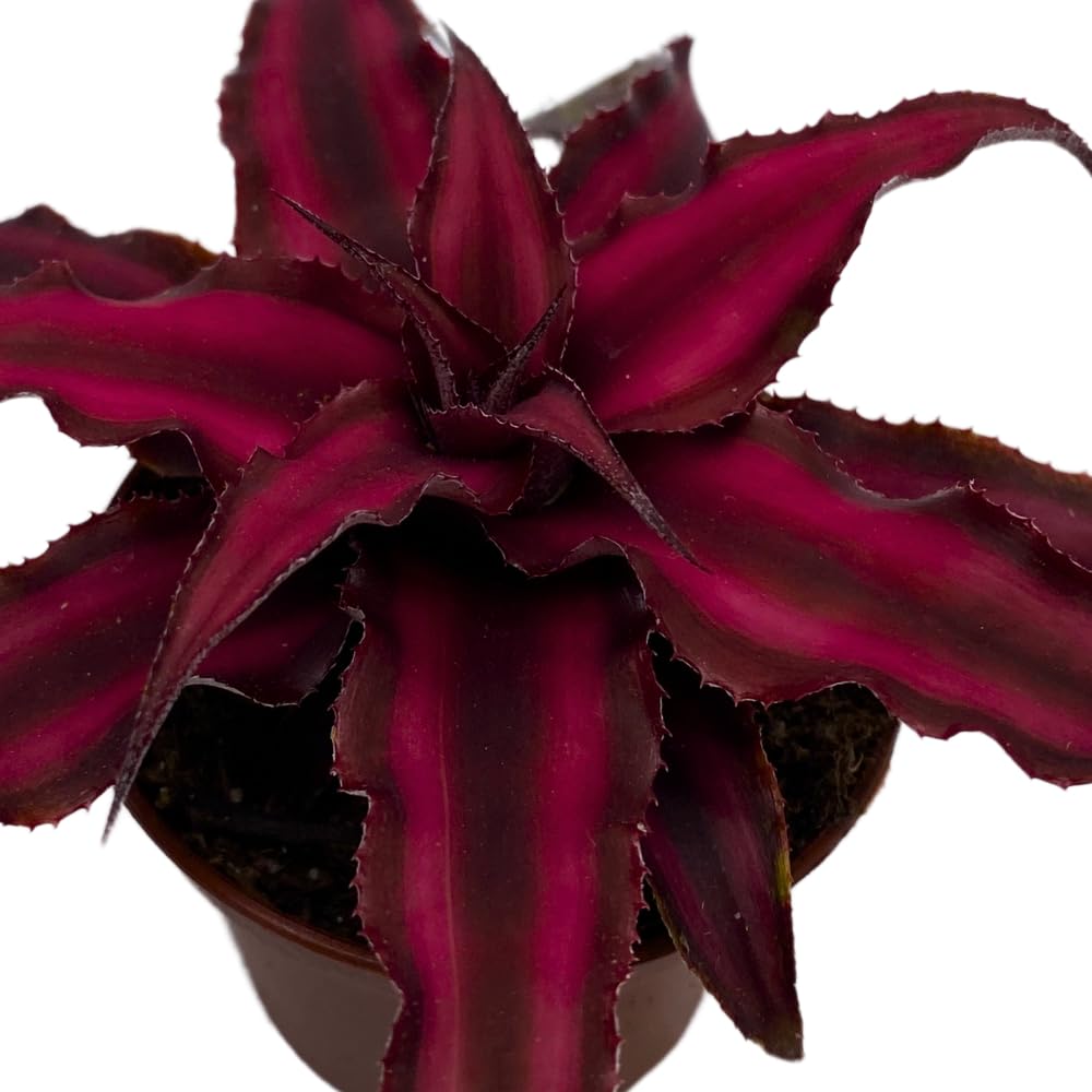 BubbleBlooms Cryptanthus Bivittatus in a 2 inch Pot Earth Star Bromeliad, Tiny Mini Pixie Plant, Dark Red