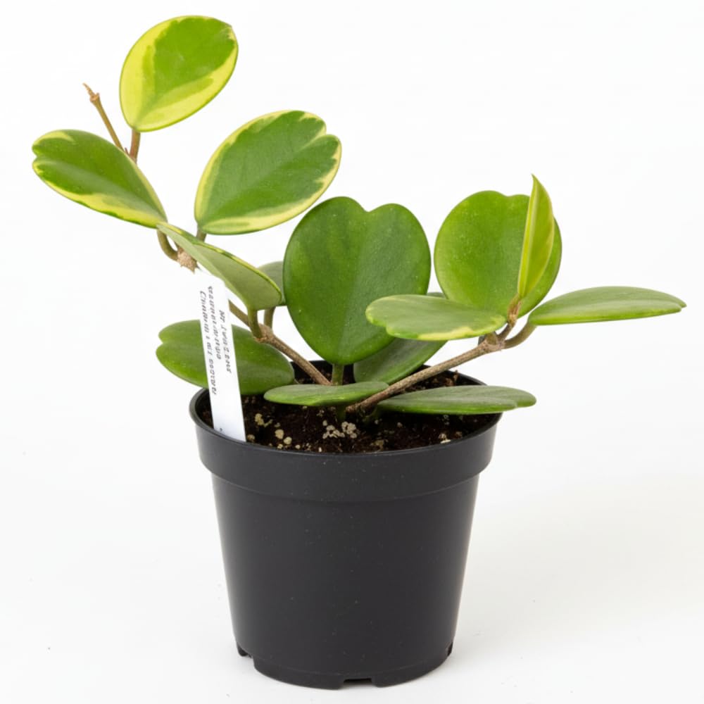 Hoya Kerrii Plant, Variegated Hoya Heart Plants Live Houseplants in 4 Inch Pot, Perennial Vine Plant for Indoor Outdoor Garden, Multiple Leaves