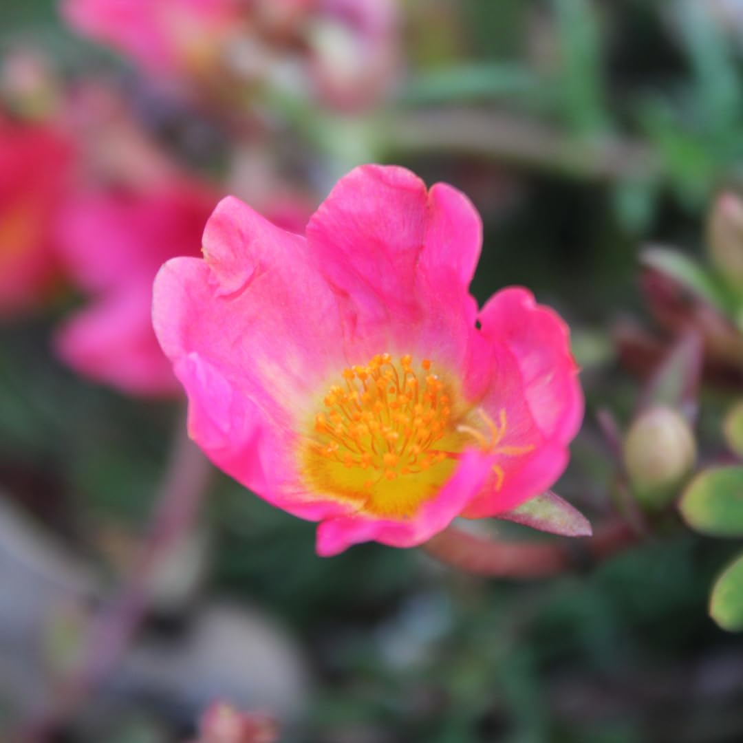 Set of 4 Live Portulaca Plants, Moss Rose Flower Plants, 4–7 Inches Tall, Well-Rooted, Ready to Grow (Hot Pink Portulaca)