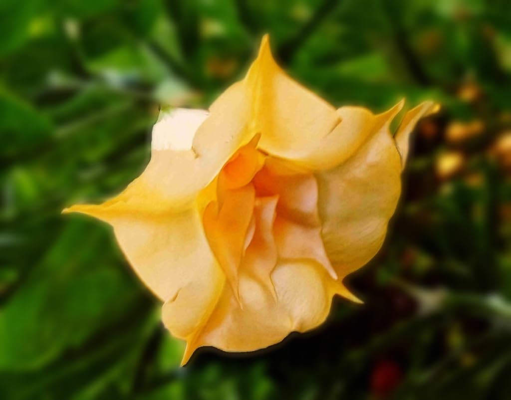 Angels Gold Face Brugmansia Live Plant Unusual Fragrant Golden Yellow Apricot Double Trumpet Flowers Starter Size 4 Inch Pot