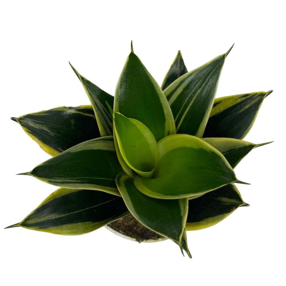 Live Plant, Snake Plant, Indoor Plant, Sansevieria, Air Purifying, Easy Care, 4 inch Pot by Hopewind Plants Shop (Black Star (Black Gold))