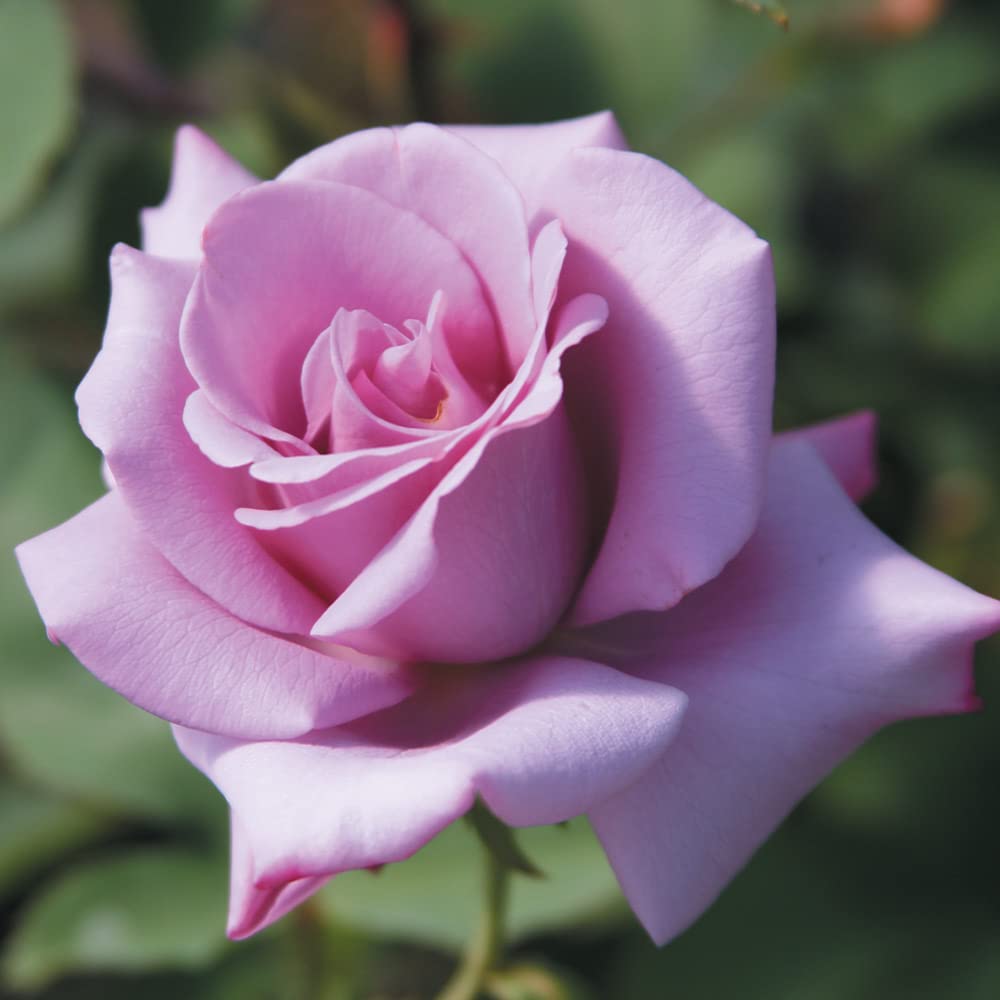 Heirloom Roses Rose Plant - Blue Girl Purple Rose Bush, Hybrid Tea Live Plant for Planting Outdoors
