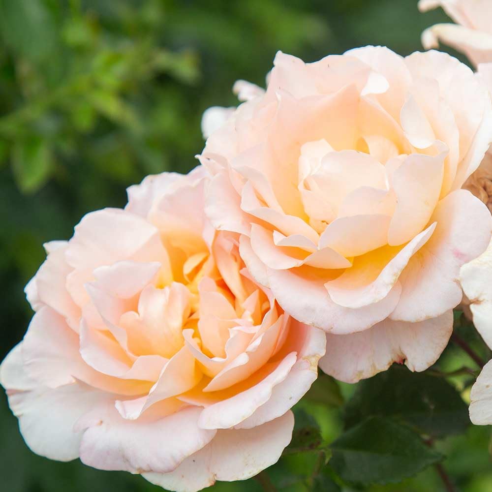 Heirloom Roses Fragrant Rose Bush - Desirée™ Live Potted Orange Rose Plant for Outdoor Planting