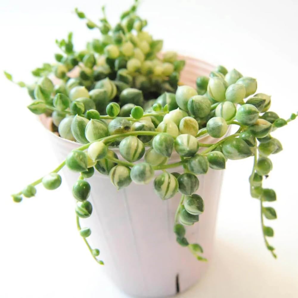 String Plant Live 4 Inch Pot, Rare Succulents Plants in Hanging Baskets, Trailing Succulent Houseplant for Home Office (Variegated String of Pearls)