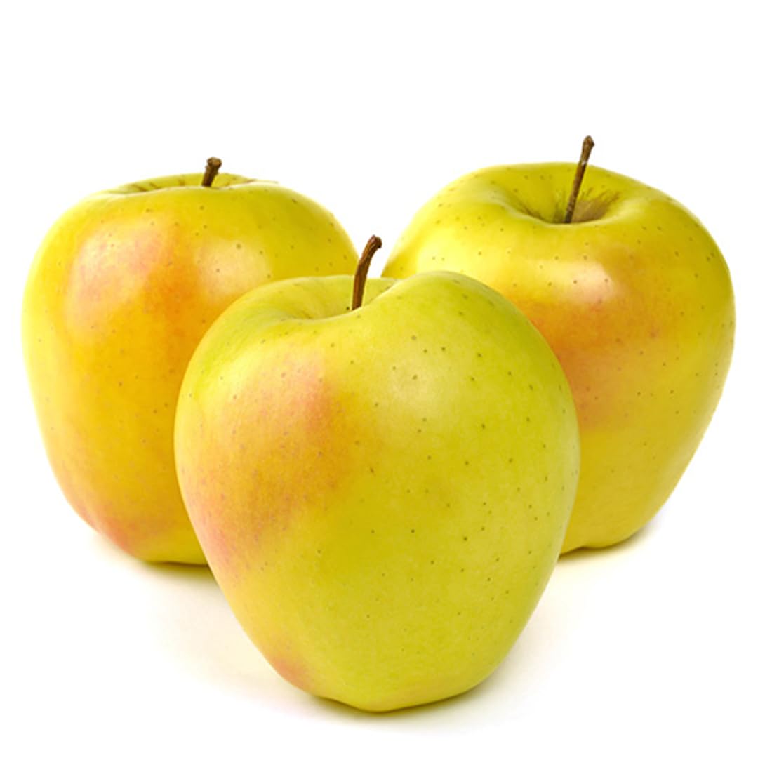American Plant Exchange Dorsett Apple Tree, 1 Gallon Pot, 2-3 ft Tall, Live Outdoor Fruiting Plant, Sweet, Crisp and Tangy Fruit