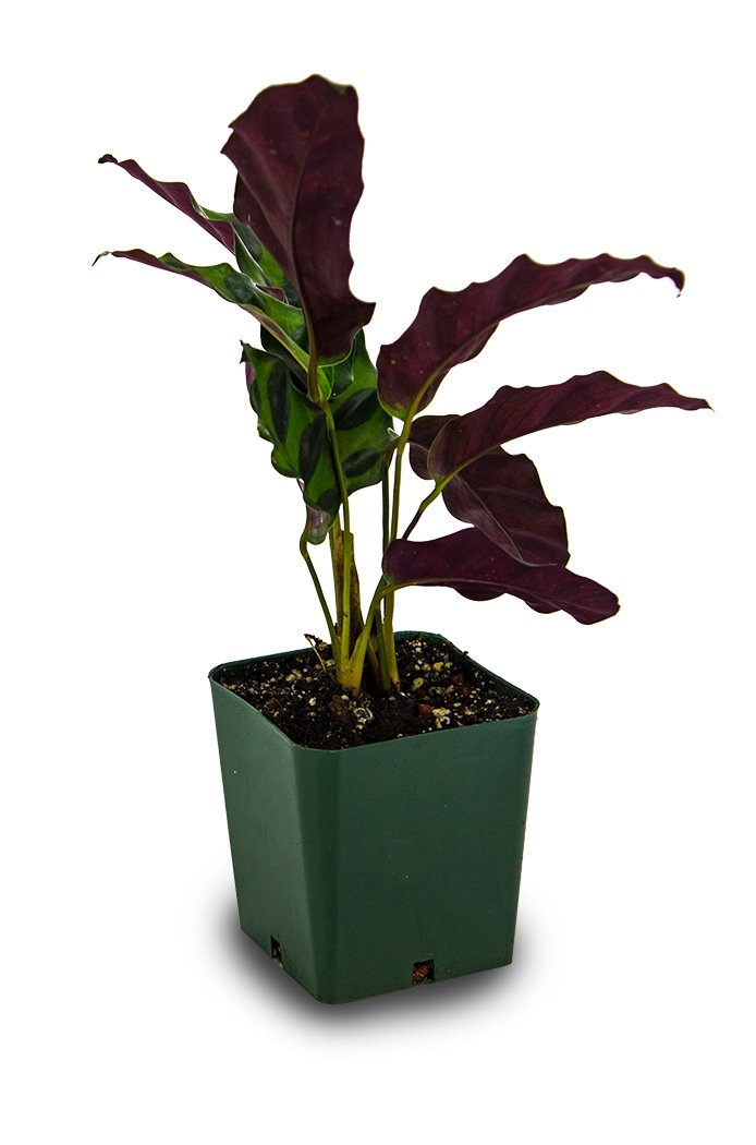 Josh's Frogs Calathea Prayer Plants (Rattlesnake)