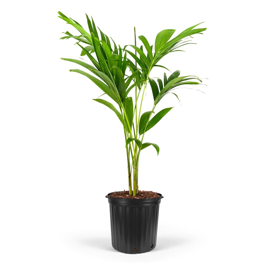 Christmas Palm Triple Tree - Tropical Adonidia Merrillii (Veitchia merrillii), Evergreen Low Maintenance Accent Live Plant for Gardens & Patios, Ideal for Indoor & Outdoor Spaces (1gal Pot, 1-2ft)
