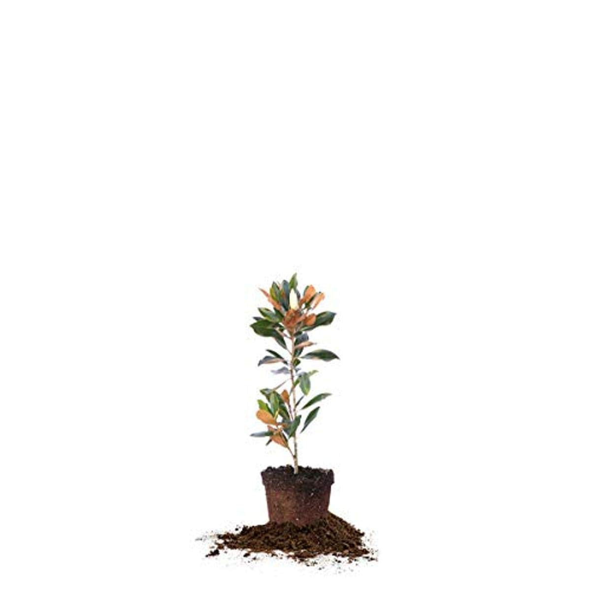 Perfect Plants Little Gem Magnolia Live Plant, 2-3', Includes Care Guide