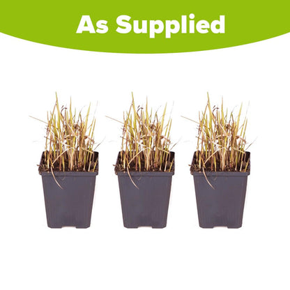 YouGarden Imperata Blood Grass 'Red Baron', Set of Three Established Plants in 9cm Pots, Decorative Grasses for Gardens, Garden Ready Established Red Ornamental Grass