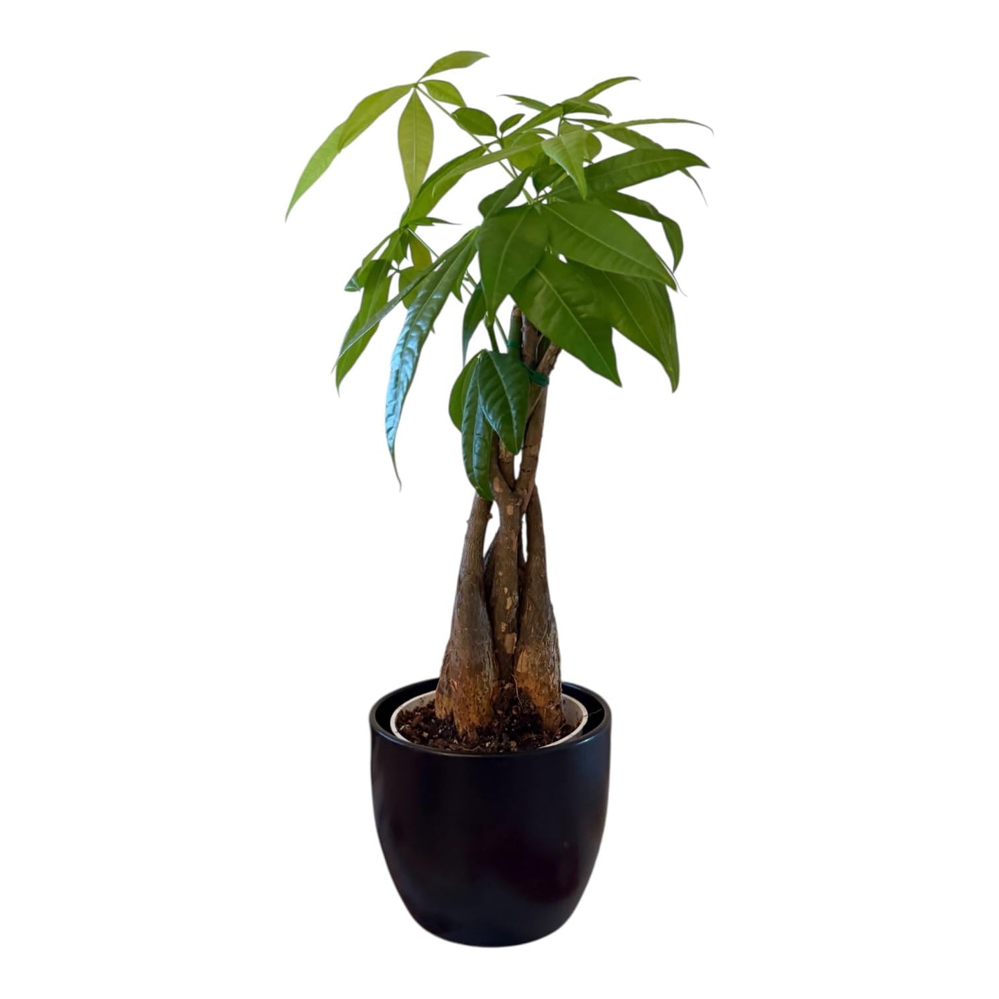 Hopewind Plants Shop Money Tree Live Plant | 14-22 Inches Tall Bonsai | Easy to Grow Indoor Houseplant | Home, Office, or Room Decor | Birthday, Housewarming Gift (Black)