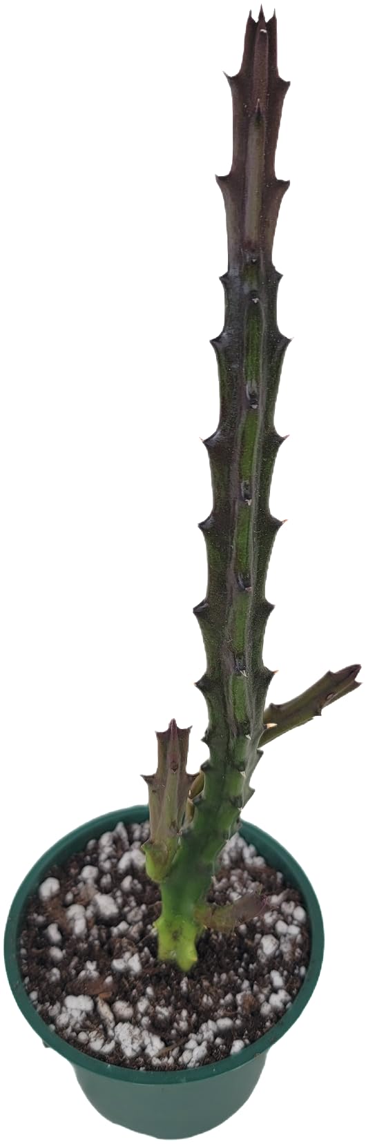 Lifesaver Plant with Purple Flowers - Live Plant in Pot - Stapelia Mutabilis - Beautiful Indoor Outdoor Cacti Succulent Houseplant with Exotic Blooms (1 Plant, in a 3.5" Pot)