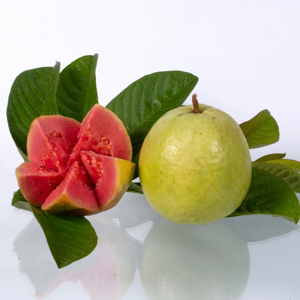 Red Guava Tree Live Plant, Edible Sweet Guava Fruit, 8 to 10 Inches Tall, Ideal for Backyard, Patio and Landscape