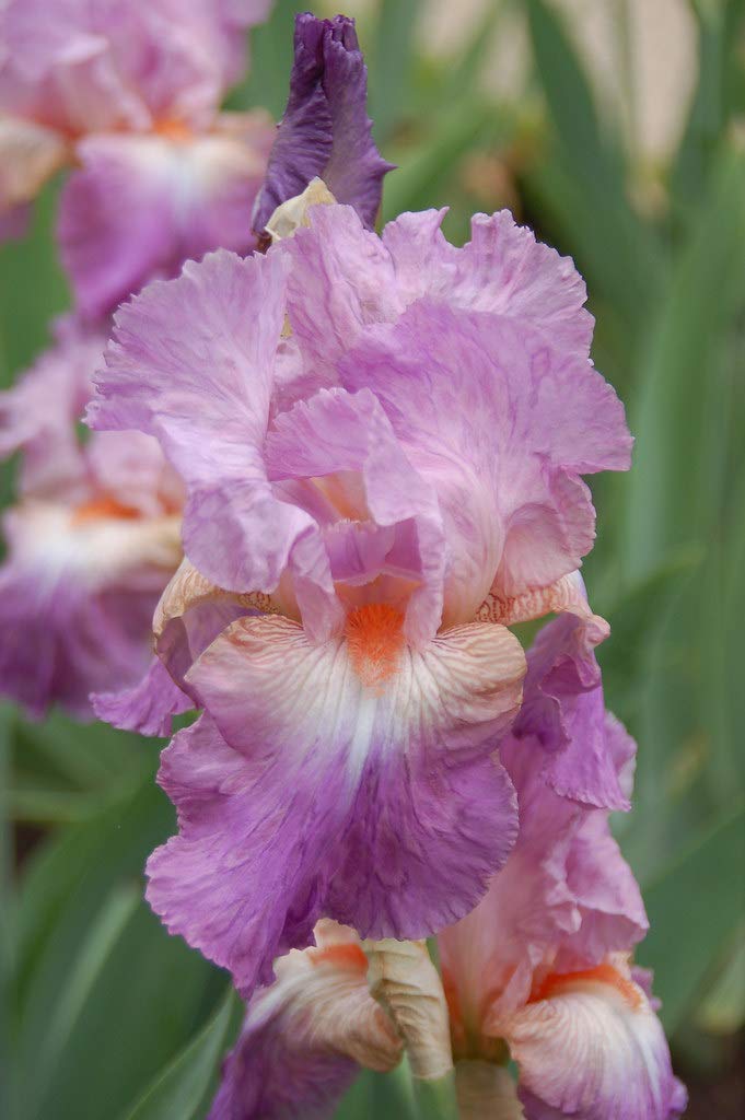 Supreme Pink Mix, Colorful Bearded REBLOOMING IRIS (1) Rhizome/Bulb/Root Ready for Planting Now