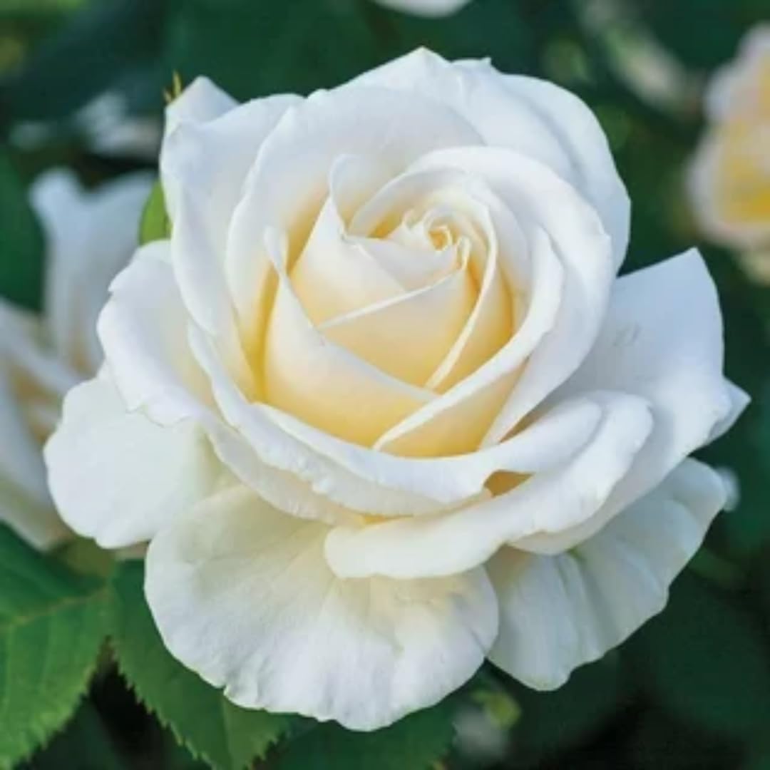 Well-Rooted Rose Live Plant, Climbing Roses Live Plant, Fragrant Climber Plant for Planting, No Leaf, Trim Back, 5-9" in Tall, Bare Root (White)