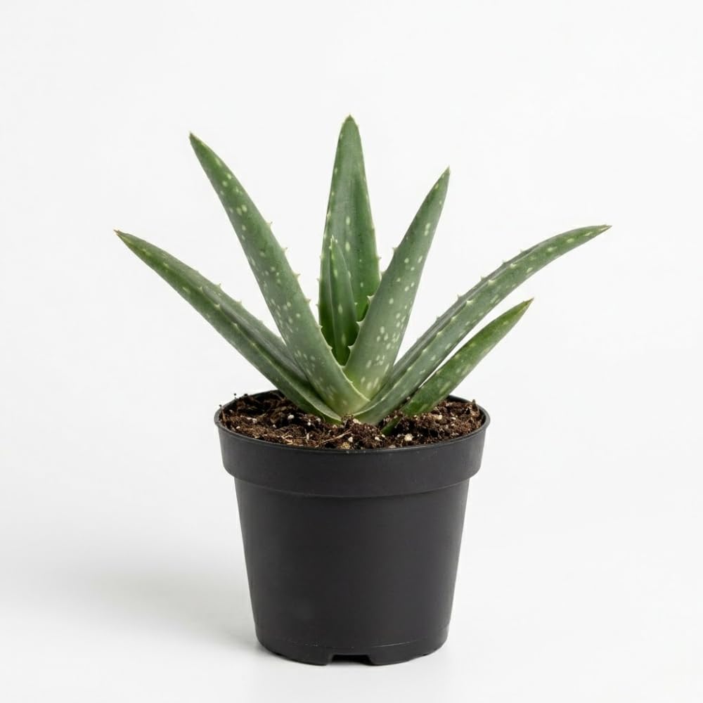 Aloe Vera Aloe Vera Live Plant for Planting in Size 2 Inch Pot | Vibrant, Low-Maintenance Aleo Plant for Patio, Balcony & Indoor Spaces | Perfect for Plant Enthusiasts & Beginners