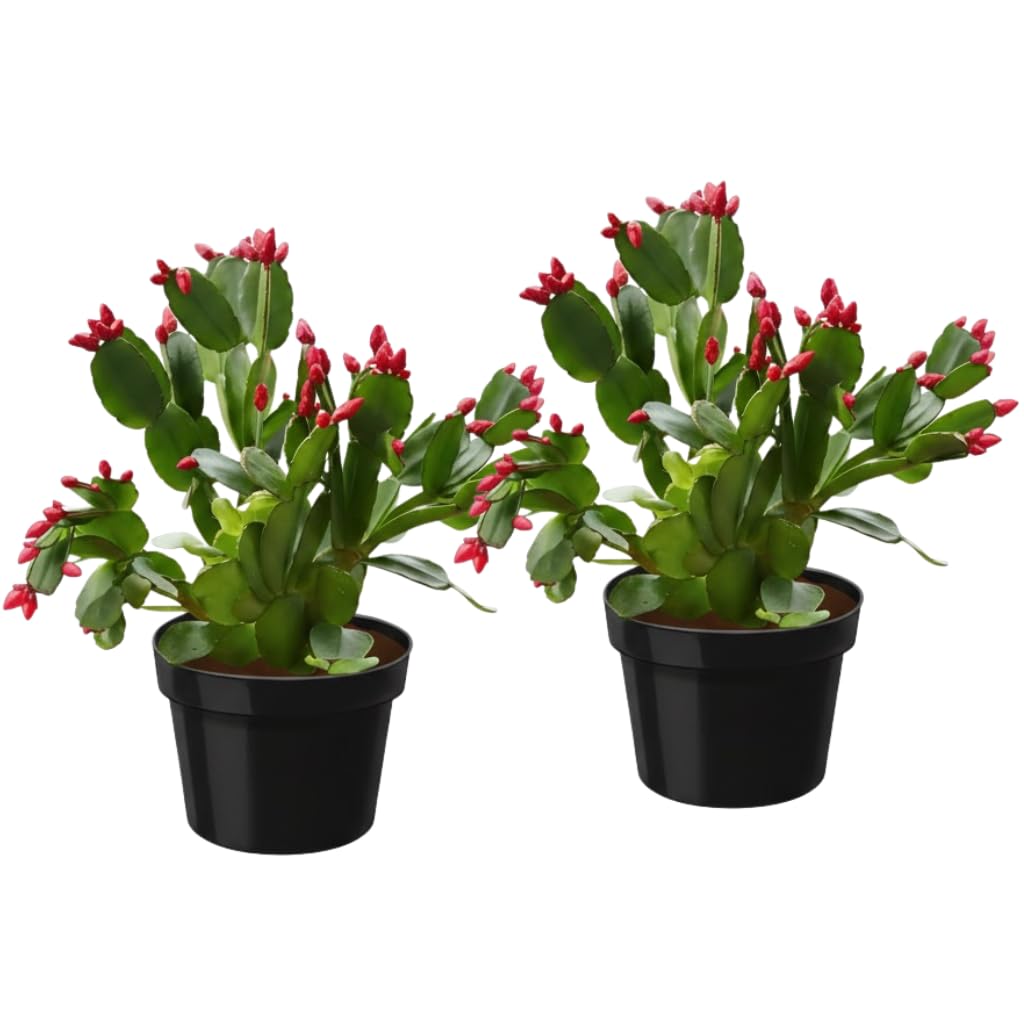 2 Red Thanksgiving Cactus Plants Live, Thanksgiving Cactus Plants Live in 4 Inch Pot, Easy Care Houseplant for Home Decor, Desks and Shelves