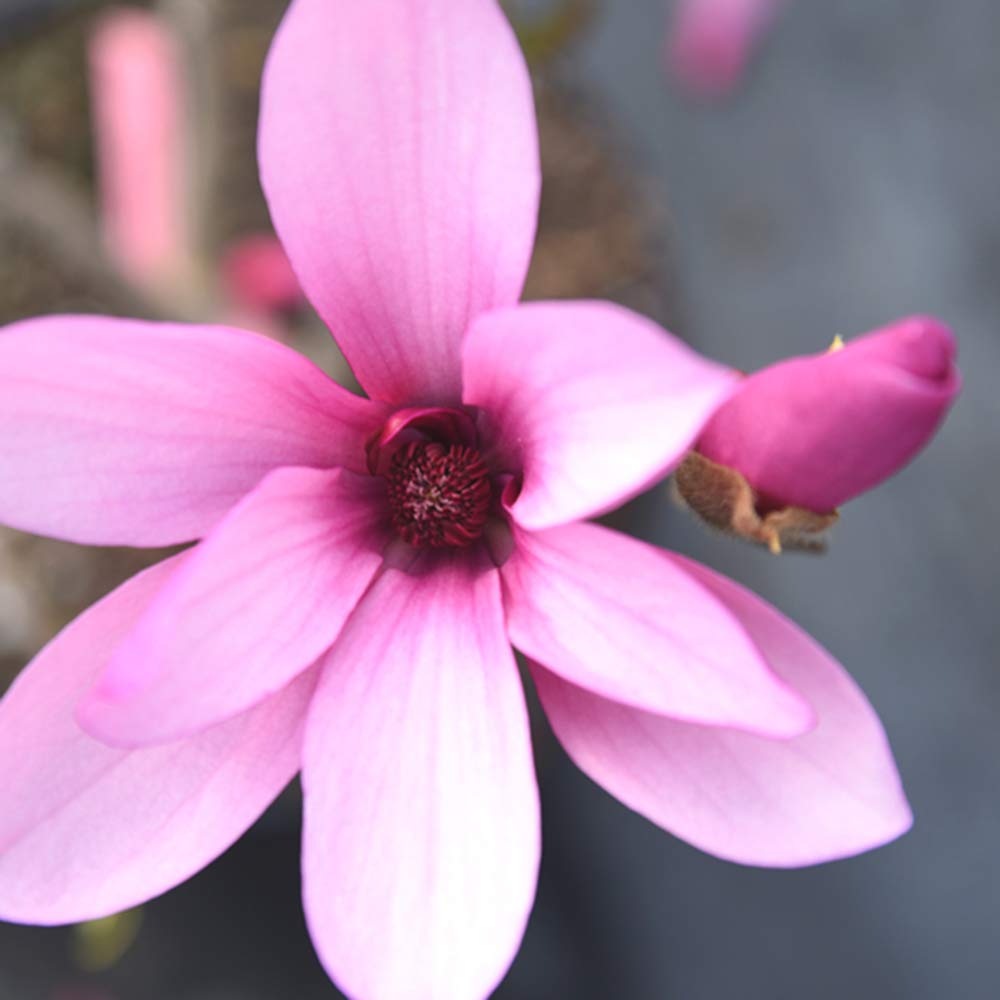 Perfect Plants Ann Magnolia Live Plant, 1 Gallon, Includes Care Guide