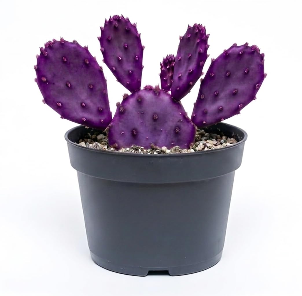 Purple Prickly Pear Cactus Live Plant | Live Opuntia Purple Cactus in 3 Inch Pot | Drought-Tolerant Desert Plant for Indoor & Outdoor Use, Landscaping, Rock Gardens & Container Planting